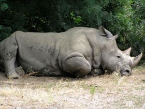 rhino in summer